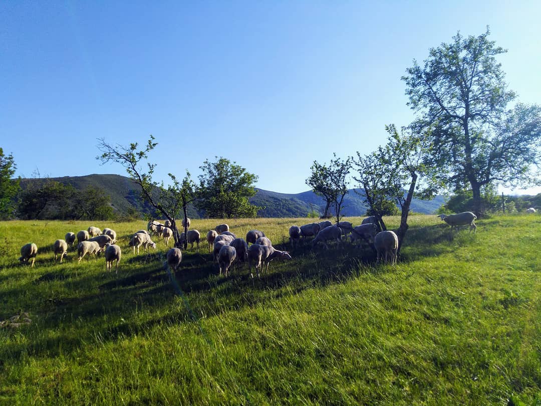 Moutons de la Fontaulière