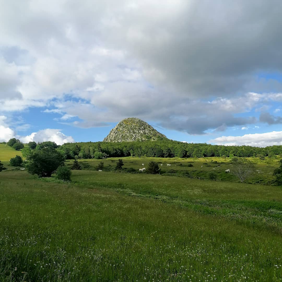 Vue sur le mont Gerbier de Jonc depuis le champ en amont avec des vaches blanches