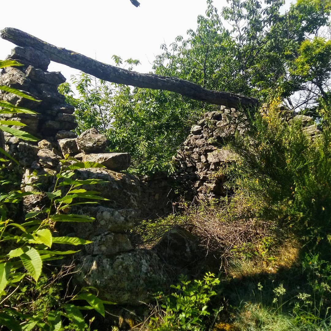 Ruine de clède et d'abri à berger sur les hauteurs de la vallée de la Fontaulière au milieu de châtagniers