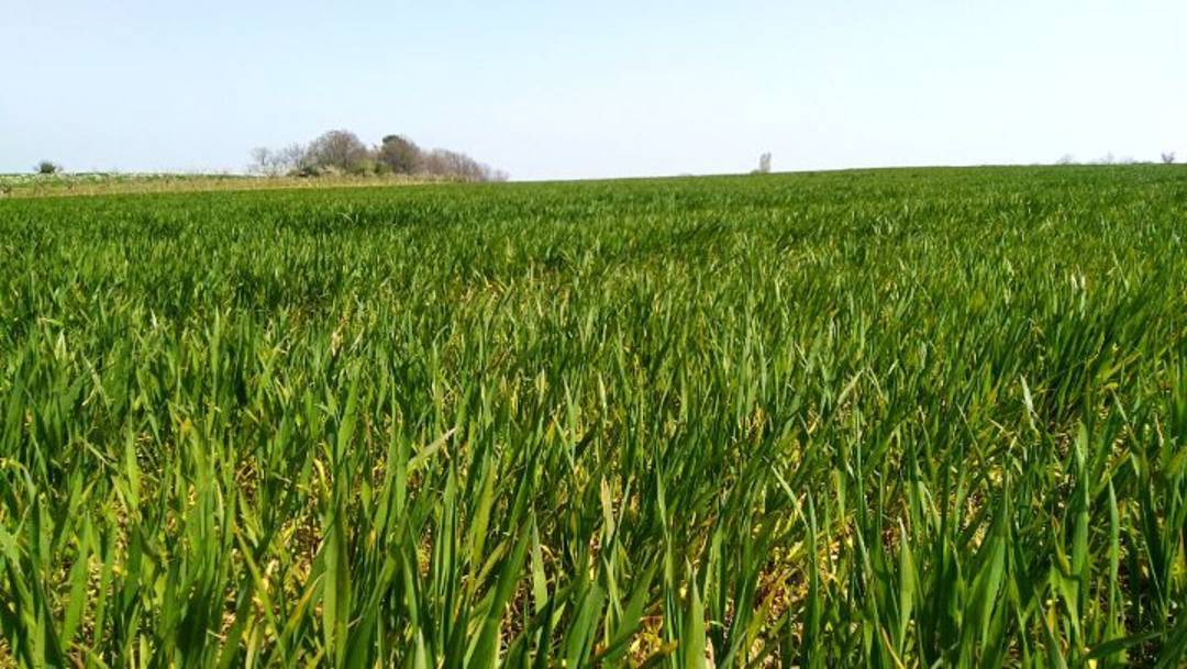 Du vent et des champs