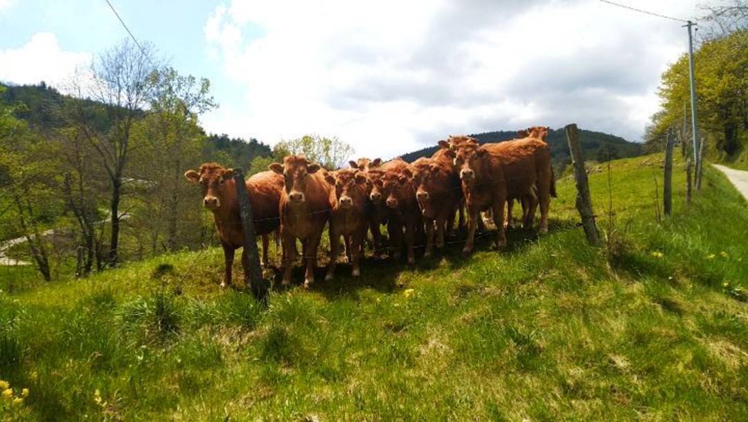 Entre curiosité et crainte bovines