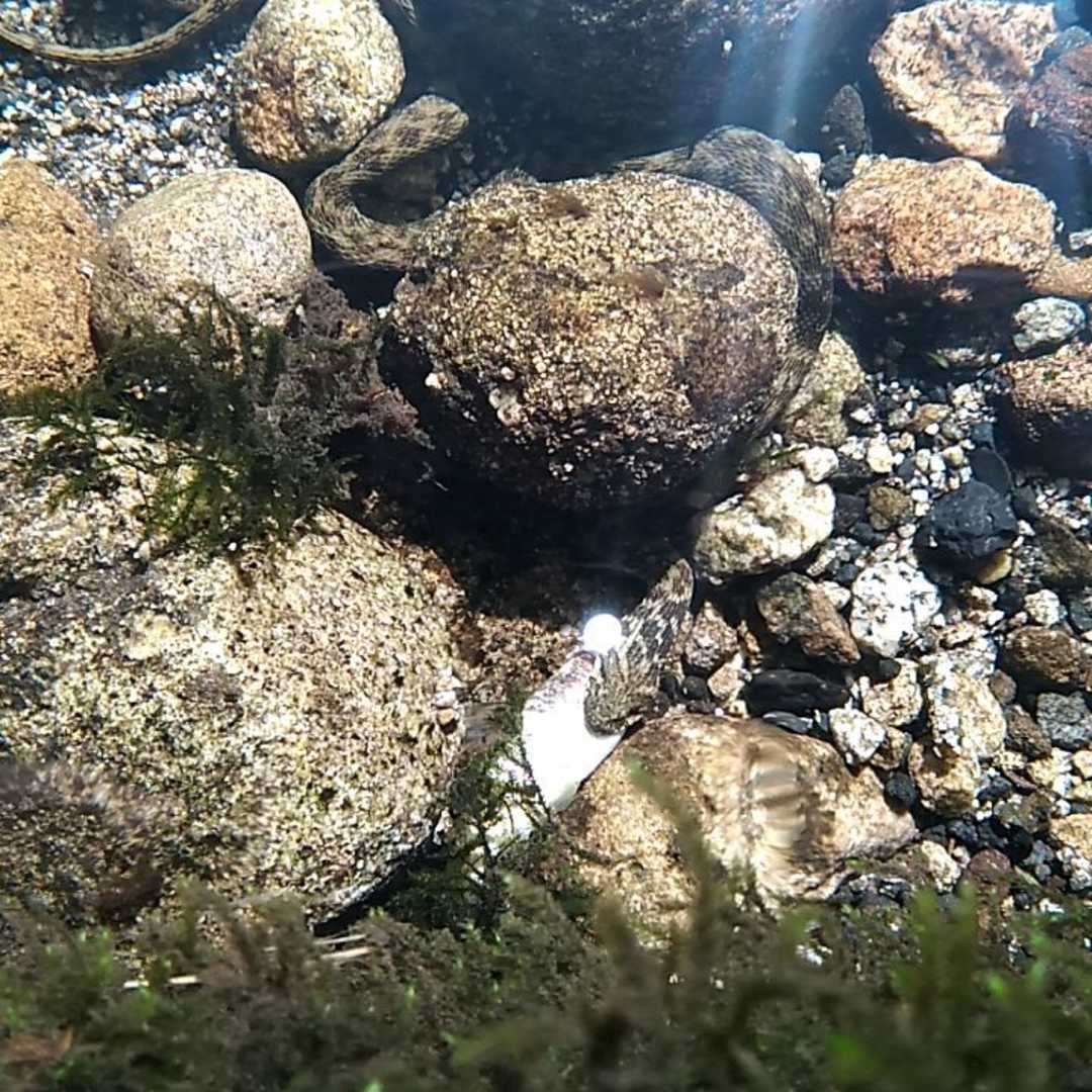 La couleuvre mange une truite